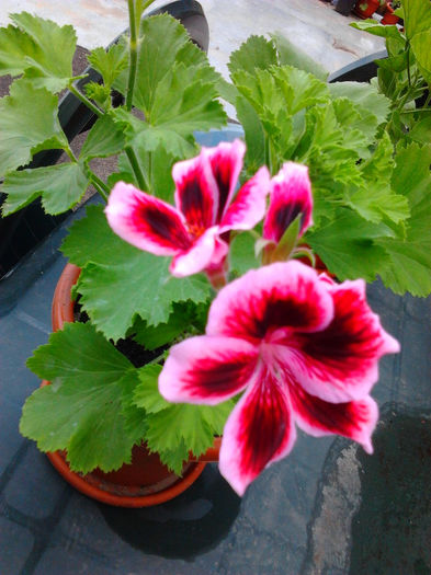 Fotografie1032 - Flori si animalute dragi sufletului