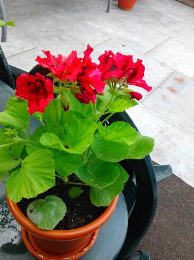 Fotografie1037 - Flori si animalute dragi sufletului