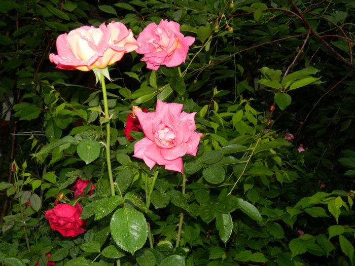 DSCN9690 - 2 MAI 2013