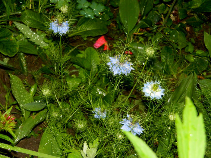 DSCN9694 - 2 MAI 2013