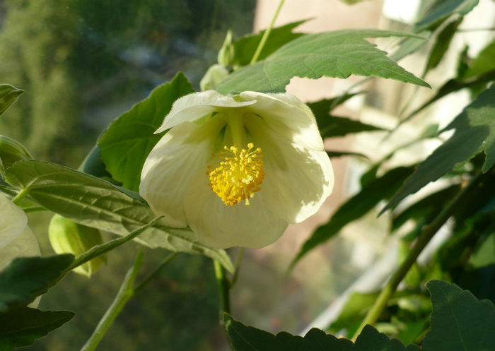 P1440290