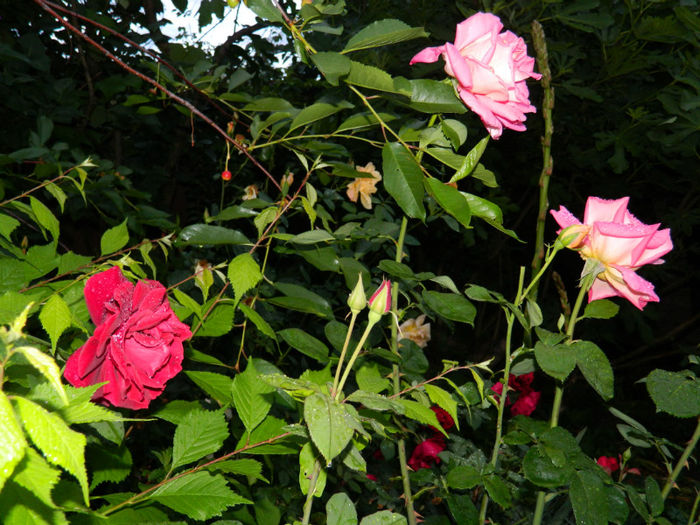DSCN9727 - 2 MAI 2013