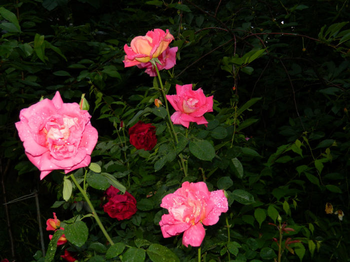 DSCN9731 - 2 MAI 2013