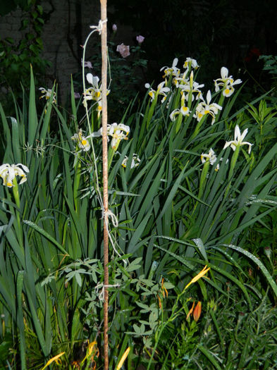 DSCN9734 - 2 MAI 2013