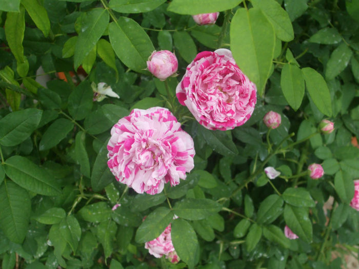 Variegata di Bologna