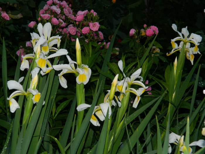 DSCN9748 - 2 MAI 2013