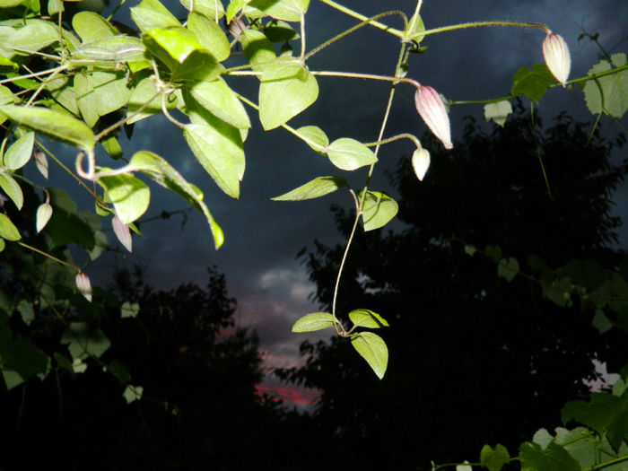 DSCN9765 - 2 MAI 2013