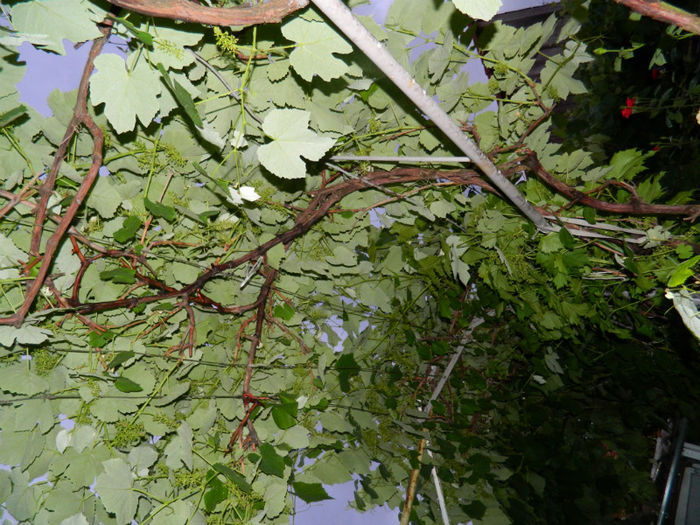 DSCN9772 - 2 MAI 2013