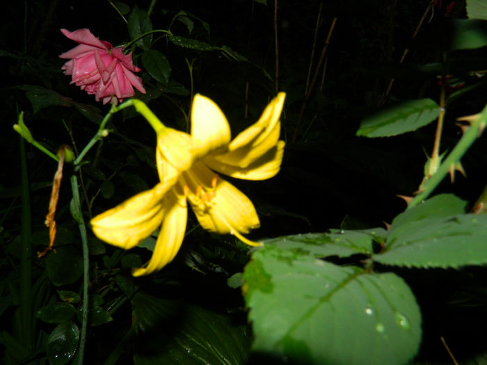 DSCN9794 - 2 MAI 2013