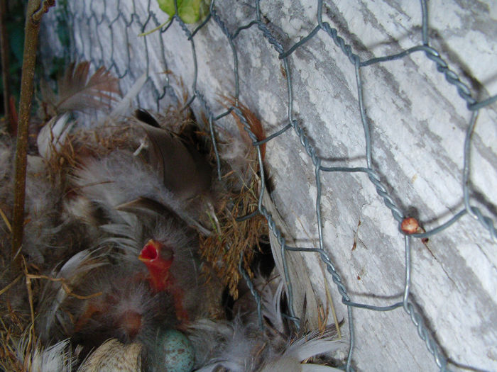 hibrizi sticlete 28.05.2013 - cinteze