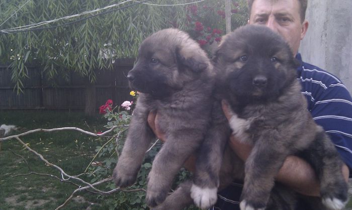 IMAG1002 - De vanzare catei caucazian cu pedigree sau fara