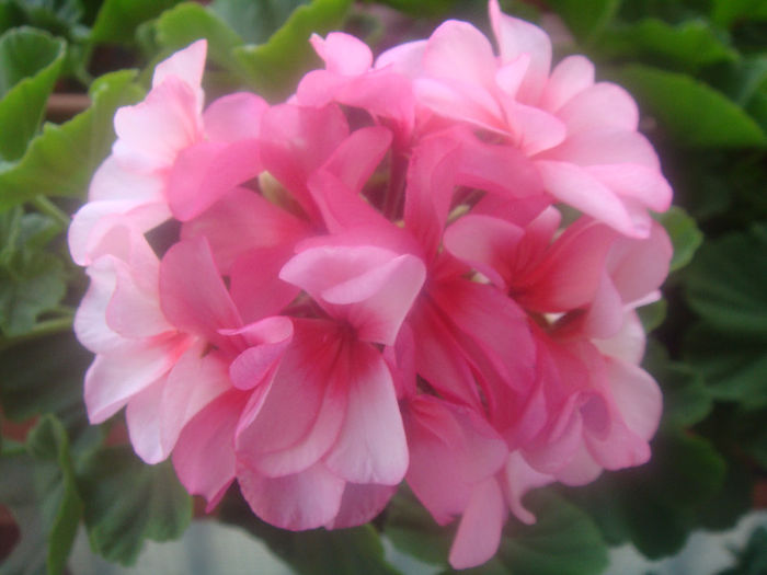 DSC06599 - Alte floricele frumoase 2012-2013