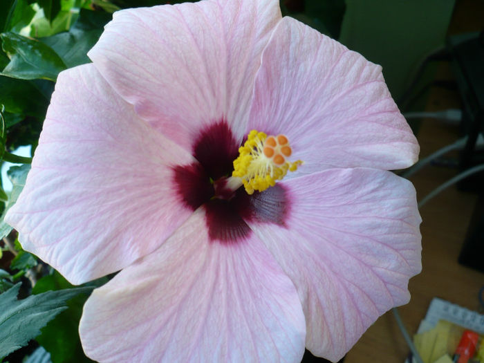 P1440278