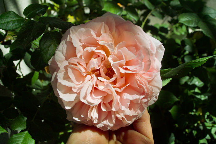 Abraham Darby - Flori 2013