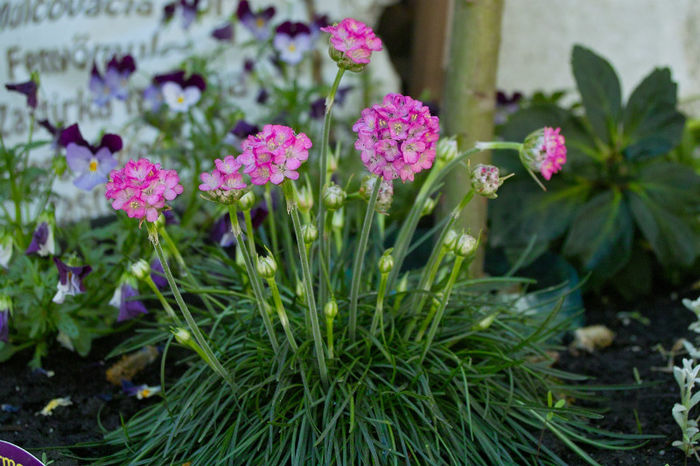 armeria - Flori 2013