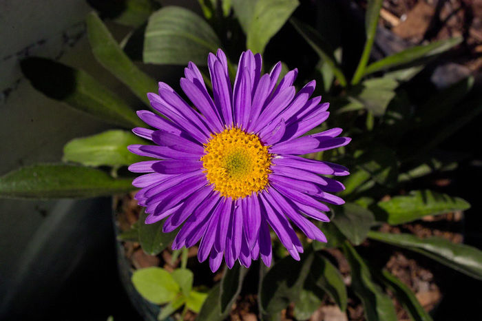 Aster alpinus - Flori 2013