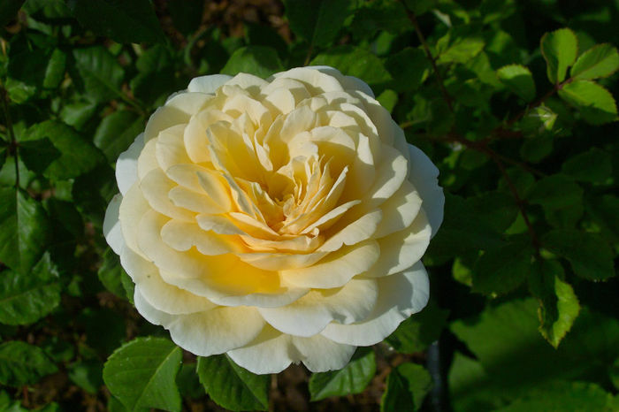 Crocus rose - Flori 2013