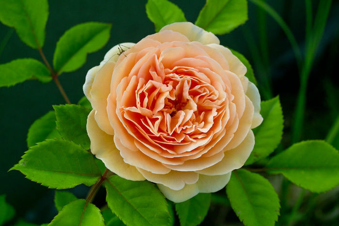 Crown Princess Margareta