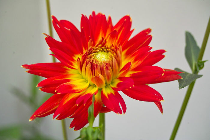 Dalie 2 - Flori 2013