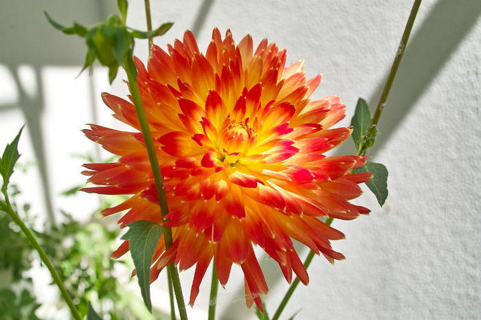 Dhalia de la Carmen - Flori 2013