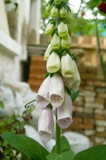 Digitalis