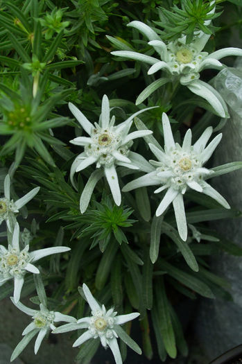 Floare de colt - Flori 2013