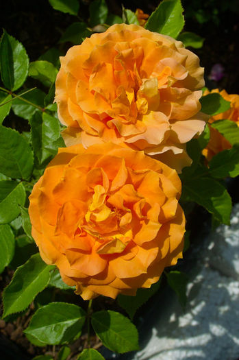 Goldese f - Flori 2013
