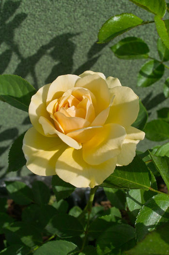 Graham Thomas - Flori 2013