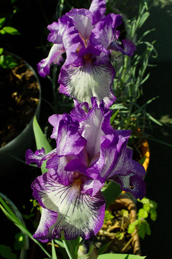 Iris