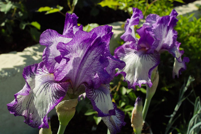 Irisi - Flori 2013