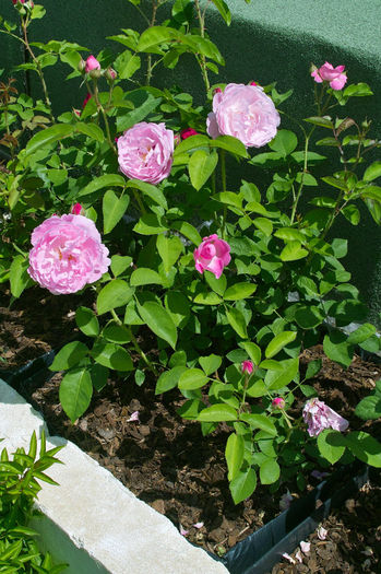 Mary Rose p - Flori 2013