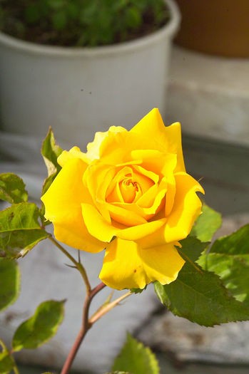 miniatur galben - Flori 2013