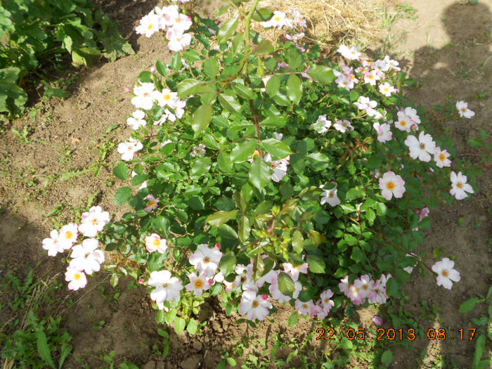 DSCN7945