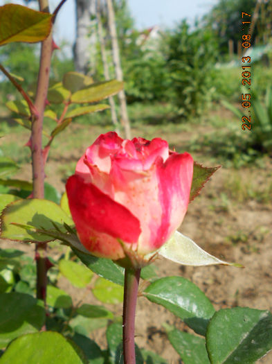 DSCN7947