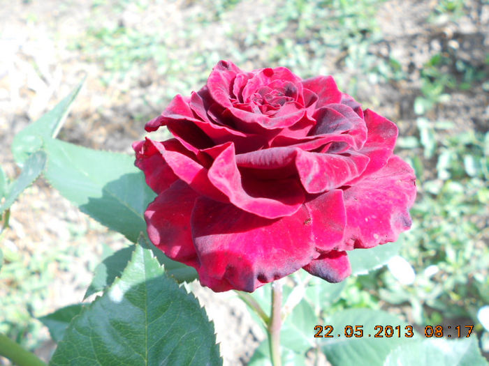 DSCN7949