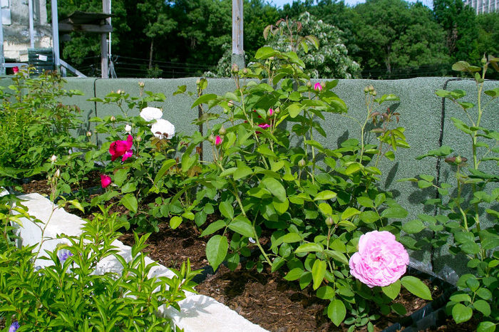 my roses - Flori 2013
