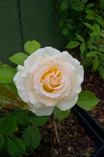 Palais Royal - Flori 2013