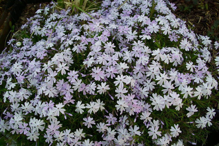 Phlox subulata albastru 1