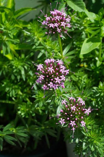 Phuopsis stylosa. Crucianella stylosa - Flori 2013