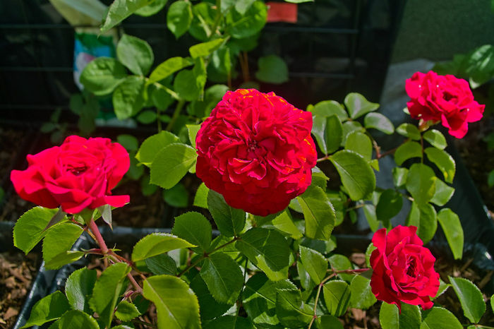 Red Leonardo Davinci p - Flori 2013