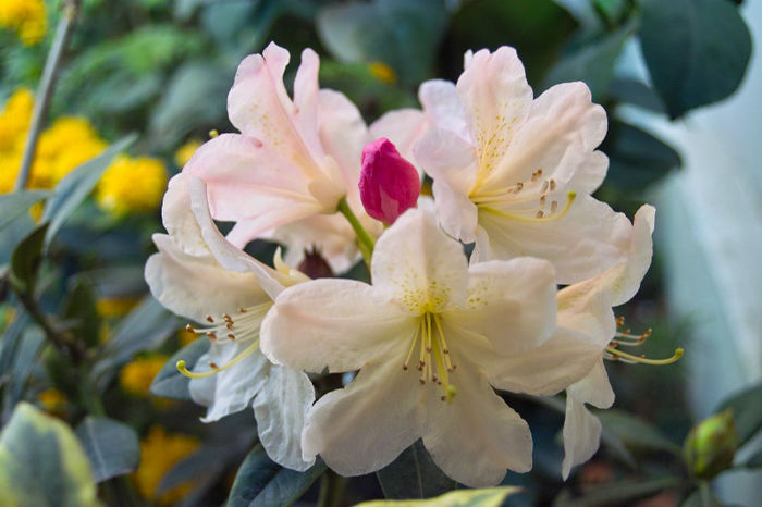 Rhododendron - floare - Flori 2013