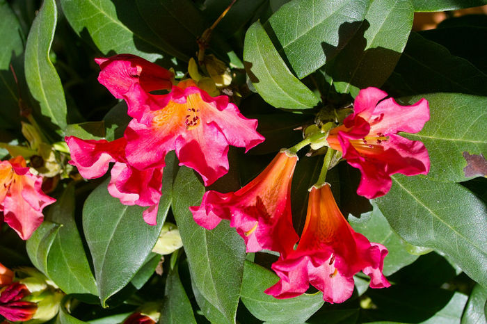 rhododendron rosu - Flori 2013