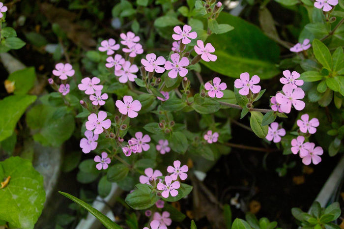 saponaria ocymoides - Flori 2013
