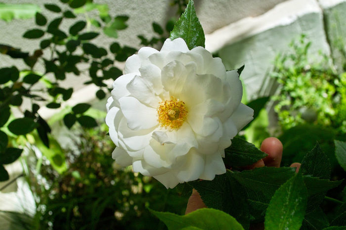 schneewittchen - Flori 2013