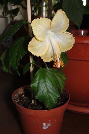 hibiscus Cream Lady