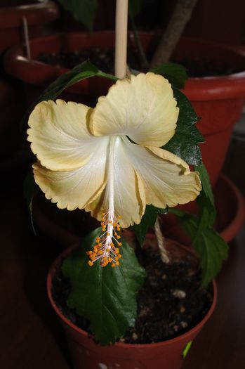  - Hibiscus-1