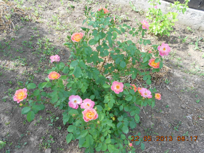 DSCN7951