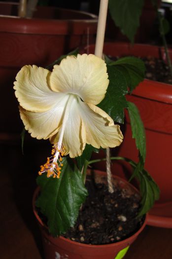 - Hibiscus-1