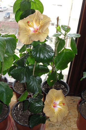 hibiscus  Suntan