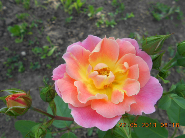 DSCN7954